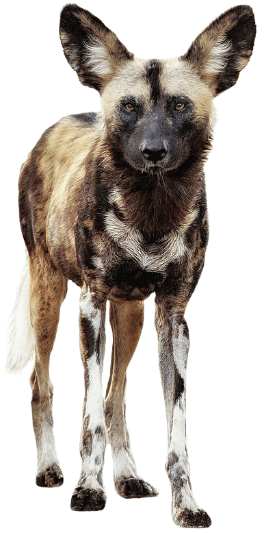 African Wild Dogs Hunt In A Family - Raw Paw