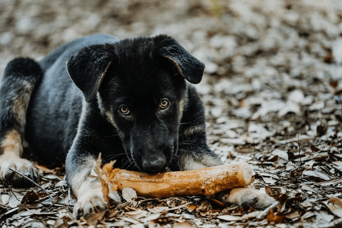 "Exotic Coffee Wood Dog Chews: Sustainable, Natural, and Long-Lasting Delights for Your Furry Friends!" - Raw Paw